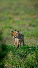 Red fox (Vulpes vulpes) watchful cub standing in a meadow