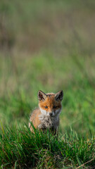 Baby Red Fox (Vulpes vulpes) basking in the sun