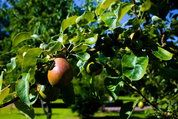 Ripe pears on a tree branch in sunlit orchard