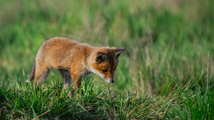 Small Young Red Fox (Vulpes vulpes) looking for a food