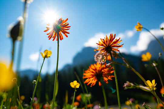 Blooming golden hawkweed or pippau (Crepis aurea) in the Dolomites mountains, Alps South Tyrol in summer in the morning.