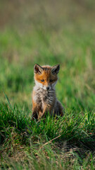 Red fox (Vulpes vulpes) watchful cub standing in a meadow