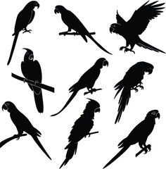 Obraz premium Parrot silhouette bundle set vector with editable white background 