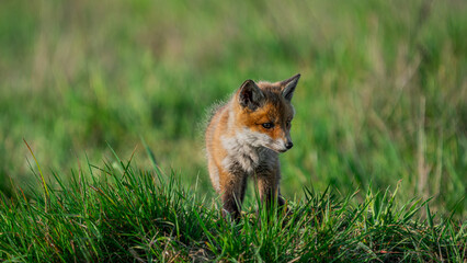 Small Young Red Fox (Vulpes vulpes) looking for a food
