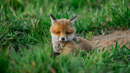 Small Young Red Fox (Vulpes vulpes) resting