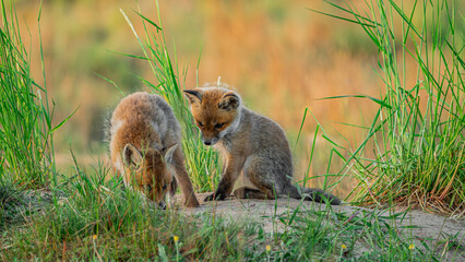 Baby Red Foxes (Vulpes vulpes) playing near den