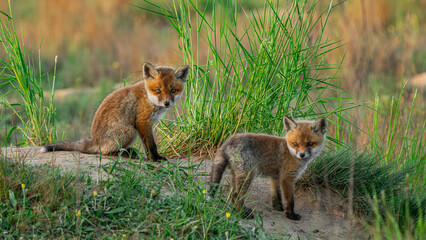 Red Fox cubs (Vulpes vulpes) playing on green grass