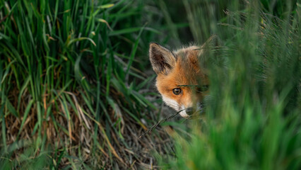 Baby Red Fox (Vulpes vulpes) looks out from behind the grass