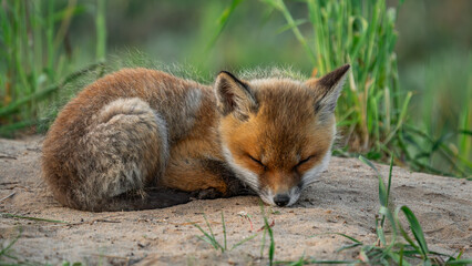 Baby Red Fox (Vulpes vulpes) sleeping