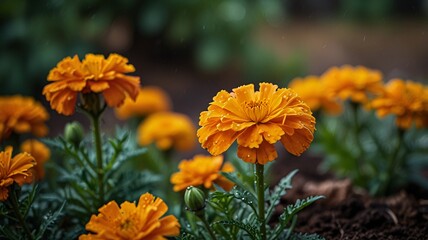 Vibrant Marigold Flowers in Lush Garden with Dewdrops and Bokeh V6