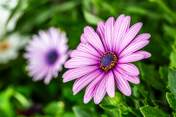 Obraz premium Margarita africana, Osteospermum.