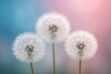 Obraz premium A trio of dandelions in full bloom against a soft gradient backdrop