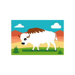 bison grazing in wide open prairie