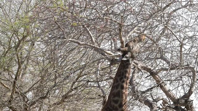 Giraffe im Busch vom Kr&uuml;ger National Park - Kruger Nationalpark S&uuml;dafrika