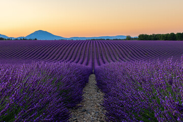 Naklejka premium Morning Lavender Field in France