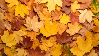 Fototapeta premium Golden Autumn: A Textured Tapestry of Maple Leaves in Warm Tones