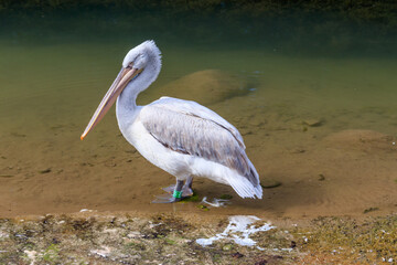 Dalmatian pelican (Pelecanus crispus) swimming in the lake