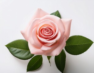 a single pink rose stands gracefully against a backdrop of vibrant green leaves on a pristine white surface