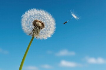 Obraz premium A Dandelion Seed Disperses into the Clear Blue Sky