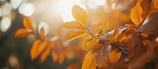 A close-up view of vibrant golden leaves illuminated by soft sunlight, Beautiful Orange And Golden Autumn Leaves Against an