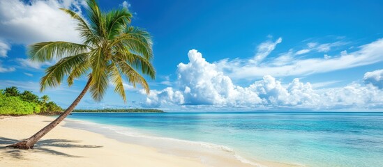 Obraz premium Beautiful Palm Tree on Tropical Island Beach, Perfect natural landscape for a summer vacation destination. Amazing nature wallpaper