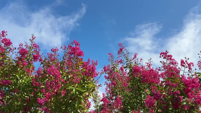 Lagerstroemia indica crape myrtle flowering tree against sky.