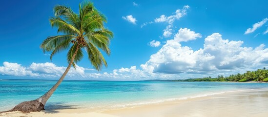 a palm tree on tropical island beach on background blue sky with white clouds, Landscape panorama summer spring travel holiday season.