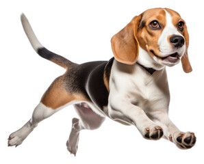 PNG Beagle animal mammal hound.