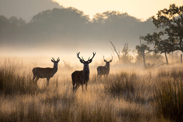 Deer graze in misty field at dawn. Wildlife, nature scene, editorial, print, web use.