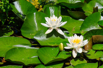 Beautiful water lily (Nymphaea) in a lake