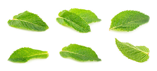 Mint. Fresh organic mint leaves isolated on white background. Mint leaves. Peppermint. Close-up.