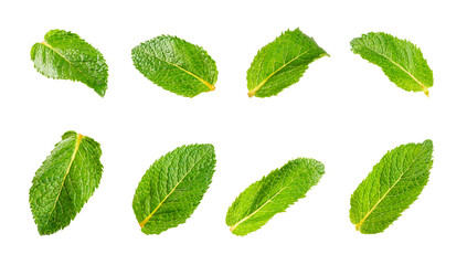 Mint. Fresh organic mint leaves isolated on white background. Mint leaves. Peppermint. Close-up. © Avocado_studio