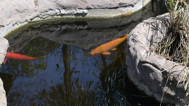 Zucht Koi-Karpfen in einem Teich 