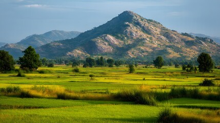 Fototapeta premium Lush green rice paddies stretch out beneath a backdrop of mountains.