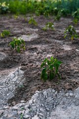 Young pepper plants sprout in orderly rows, promising a fresh harvest in a meticulously tended garden.