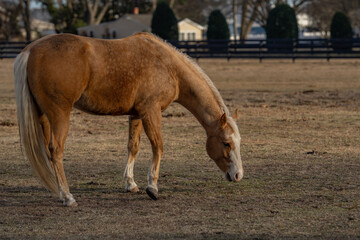 Obraz premium Horses grazing in a sunlit meadow. A brown horse standing in a field. A horse peacefully grazing in a green pasture. A herd of horses at the countryside. Beautiful horses enjoying freedom in nature.
