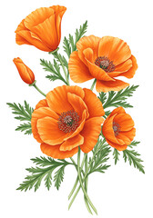 Vibrant orange california poppies bouquet with green foliage