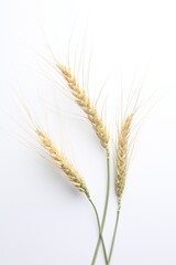Fototapeta premium Wheat spikes on white background, flat lay