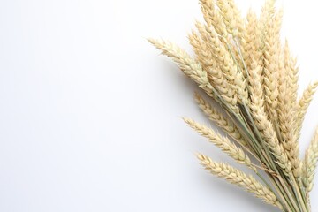 Wheat spikes on white background, top view. Space for text