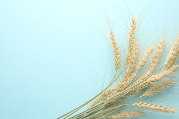 Many wheat spikes on turquoise background, flat lay. Space for text