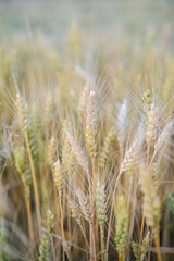 Golden wheat field at sunset, showcasing ripe grains ready for harvest under a soft, diffused light.