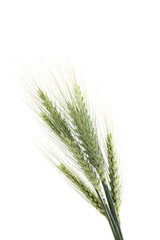 Fototapeta premium Many green wheat spikes isolated on white