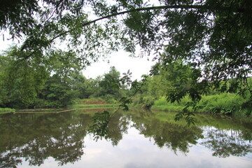 Bamboo and Pond Reflection in Summer Countryside