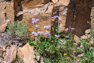 wild asters in rocks