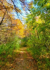 Obraz premium The Hiking Trail In Autumn