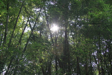 Bamboo and Pond Reflection in Summer Countryside