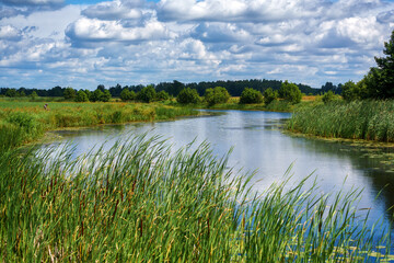 Piękno letniego dnia w Dolinie Narwi, Podlasie, Polska