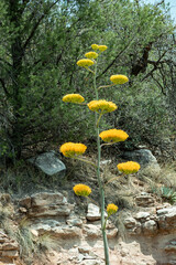 yellow yuca flowers 