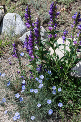 penstemon blooms