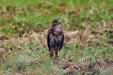 closeup of a falcon